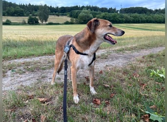Bruce, Rüde, kastriert, *ca. 20.08.2021, SH ca. 58cm, sozial, freundlich, aktiv