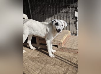 Tofu, Rüde, *ca. 10.09.2025, SH ca. kniehoch bis mittelgroß werdend, menschenbezogen, neugierig, lie