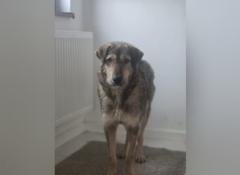 Werner, Rüde, *ca. 15.09.2023, ca. mittelgroß, ängstlich, vorsichtig, sensibel, unsicher