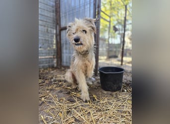 Toothy, Rüde, *ca. 01.11.2015, ca. kniehoch bis mittelgroß, Handicap, sanft, dankbar, fast blind