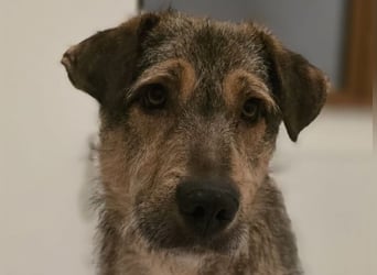 Werner, Rüde, *ca. 15.09.2023, ca. mittelgroß, ängstlich, vorsichtig, sensibel, unsicher