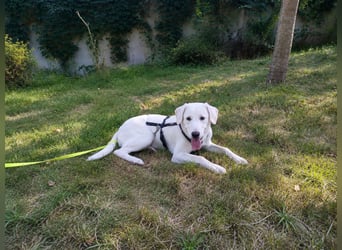 Luna, Hündin, *ca. 1.4.26. aktuell ca. 45cm, ca. 14 kg, sozial, menschenbezogen, neugierig, verspiel
