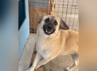 Idefix von kettenlos