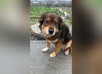 Sammy von kettenlos