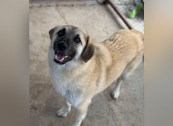 Idefix von kettenlos