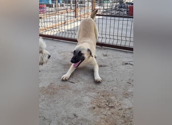 Idefix von kettenlos