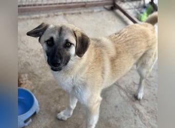 Idefix von kettenlos