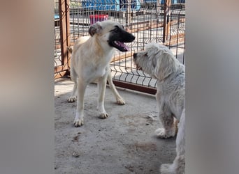 Idefix von kettenlos