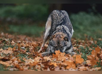 Sanfte Santa sucht warmes Körbchen