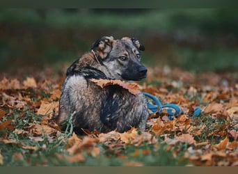 Sanfte Santa sucht warmes Körbchen