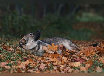 Sanfte Santa sucht warmes Körbchen