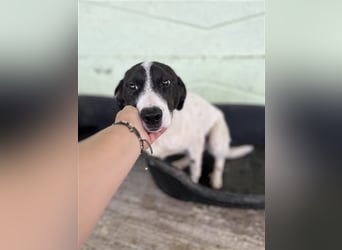 Henry, verspielt, freundlich