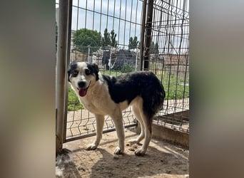 Sam, sucht ein Zuhause oder eine Pflegestelle mit Erfahrung