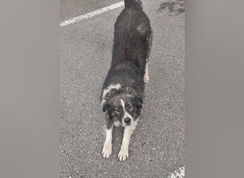Sky, sehr lieb und freundlich