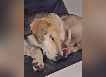 Indra, Traumhündin sucht ein Zuhause