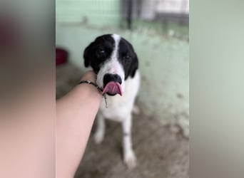 Henry, verspielt, freundlich