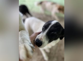 Henry, verspielt, freundlich