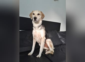 Indra, Traumhündin sucht ein Zuhause