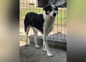 Sam, sucht ein Zuhause oder eine Pflegestelle mit Erfahrung