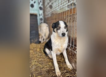 Sam, sucht ein Zuhause oder eine Pflegestelle mit Erfahrung