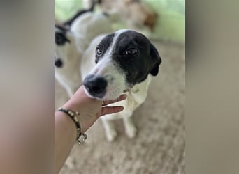 Henry, verspielt, freundlich