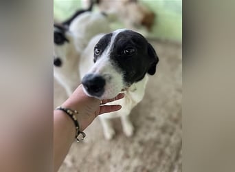 Henry, verspielt, freundlich