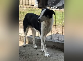 Sam, sucht ein Zuhause oder eine Pflegestelle mit Erfahrung