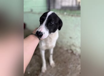 Henry, verspielt, freundlich