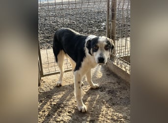 Sam, sucht ein Zuhause oder eine Pflegestelle mit Erfahrung
