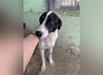 Henry, verspielt, freundlich