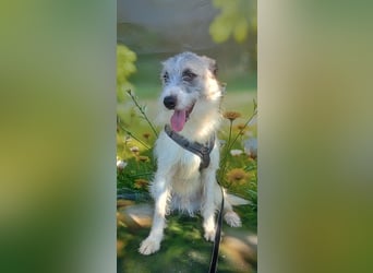 Kurti, lieb und freundlich