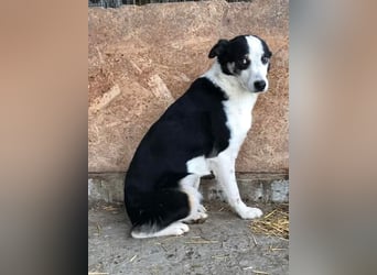 Sam, sucht ein Zuhause oder eine Pflegestelle mit Erfahrung
