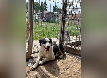 Sam, sucht ein Zuhause oder eine Pflegestelle mit Erfahrung