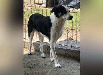 Sam, sucht ein Zuhause oder eine Pflegestelle mit Erfahrung