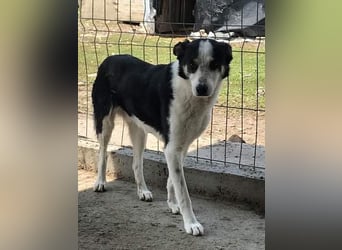 Sam, sucht ein Zuhause oder eine Pflegestelle mit Erfahrung