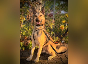 Grinder – cleverer Schäferhund-Mix sucht Zuhause