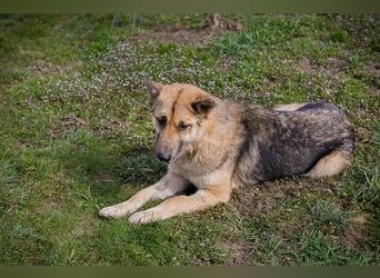 IRIS – Wunderschöne Kämpferin sucht ihr Glück