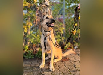 Grinder – cleverer Schäferhund-Mix sucht Zuhause