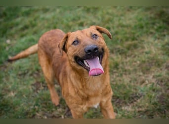 BENNY – Gute-Laune-Bär sucht seine Familie