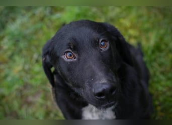 HEIKO- Der wunderbare und unkomplizierte Labrador-Mix Heiko sucht ein neues