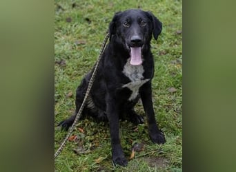 HEIKO- Der wunderbare und unkomplizierte Labrador-Mix Heiko sucht ein neues