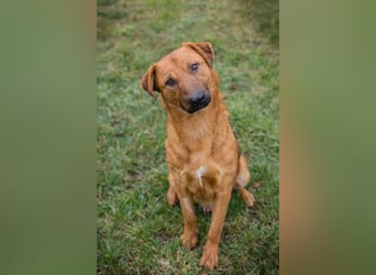 BENNY – Gute-Laune-Bär sucht seine Familie
