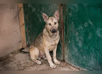 GRINDER – Vom Straßenhund zum treuen Begleiter