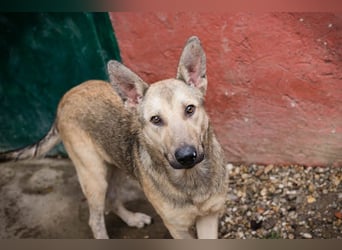 GRINDER – Vom Straßenhund zum treuen Begleiter
