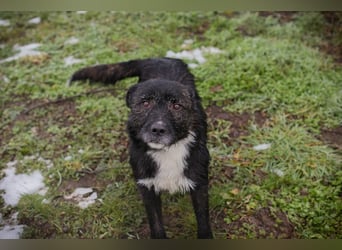 SMOKIE – Treuer Kämpfer sucht sein Happy End