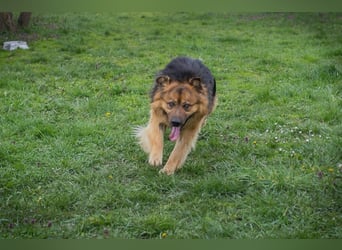WUTZ – Fröhlicher Herzenshund sucht ein neues Zuhause