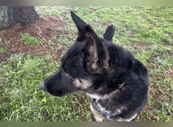 DUSTER – Ein ganz besonderer Hund, der endlich gesehen werden möchte