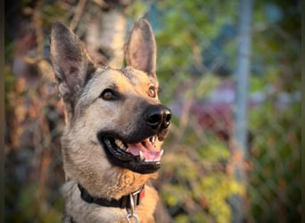 Grinder – cleverer Schäferhund-Mix sucht Zuhause