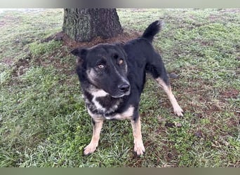 DUSTER – Ein ganz besonderer Hund, der endlich gesehen werden möchte