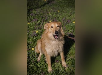 Collie-Mix Rösti sucht ein Zuhause